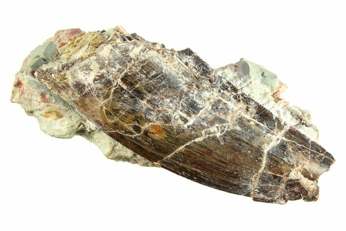 Carcharodontosaurus Tooth In Rock - Dekkar Formation, Morocco #299146